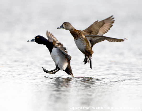 Ring-necked Ducks