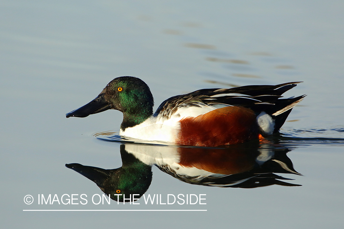 Shoveler drake in habitat.