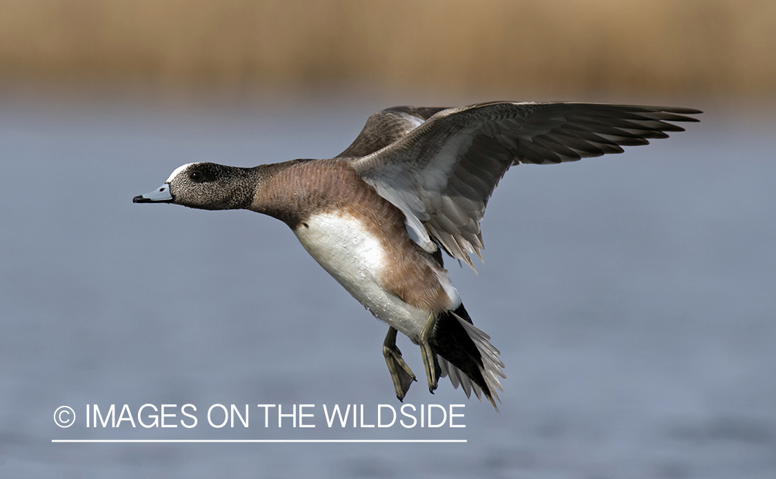 Wigeon in flight.