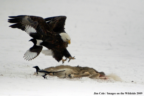 Bald Eagle and Magpies eating on kill