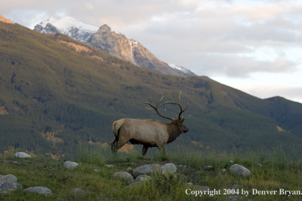 Rocky Mountain bull elk in habitat.