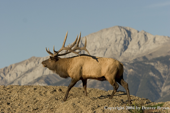 Rocky Mountain bull elk in habitat.