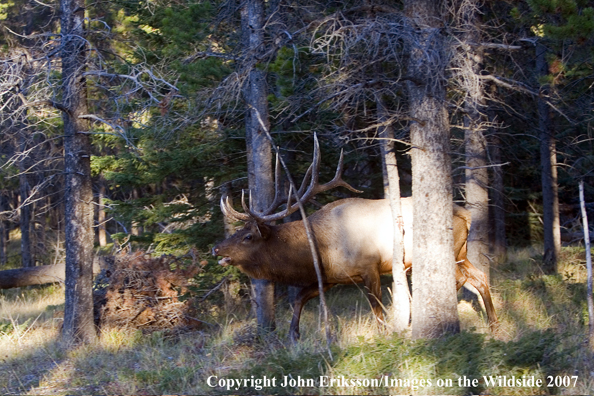 Elk in habitat