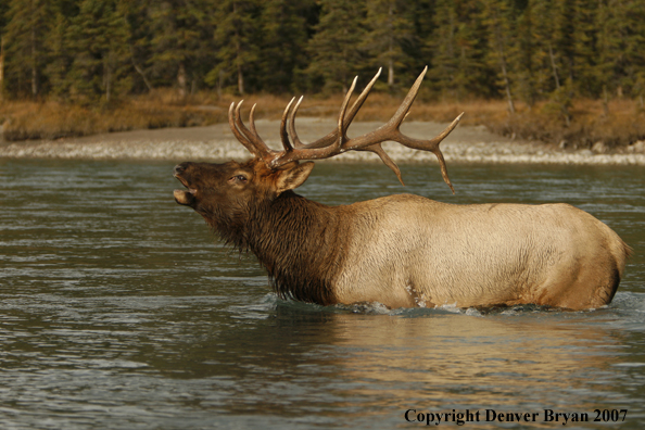 Rocky Mountain Elk bugling