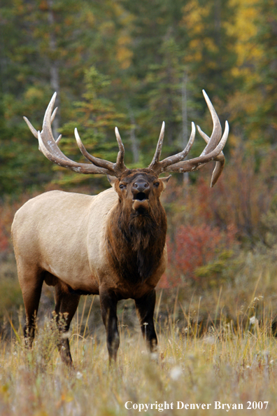 Rocky Mountain Elk bugling