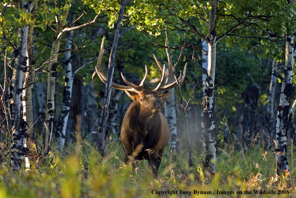 Rocky Mountain Elk in habitat