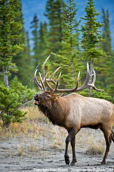 Bull Elk in field