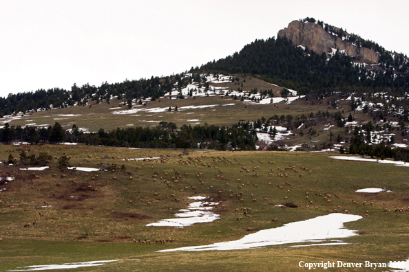 Rocky Montain Elk Herd