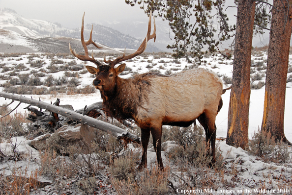 Rocky Mountain Bull Elk in habitat. 