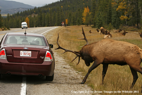 Rocky Mountain Bull Elk charging car on side of the road