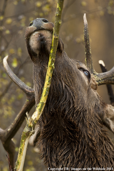 Rocky Mountain elk rubbing branch.  