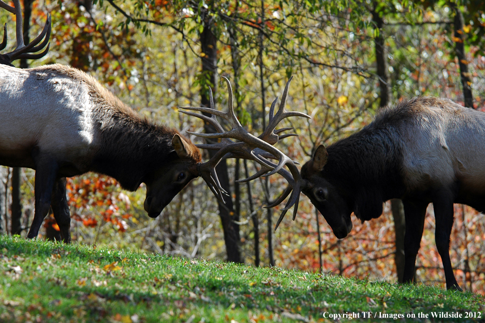 Bull elk fighting.