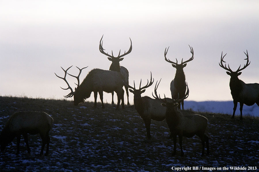 Rocky Moutain Elk in habitat.