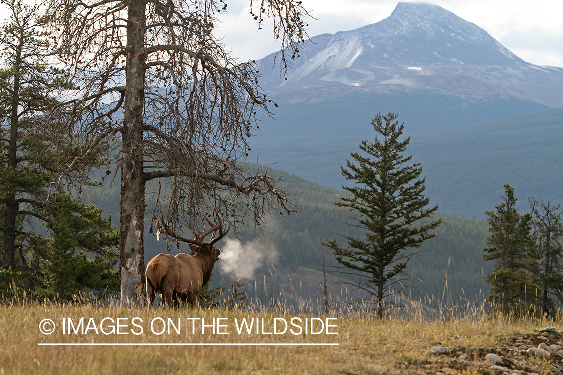 Rocky Mountain Bull Elk bugling in habitat.