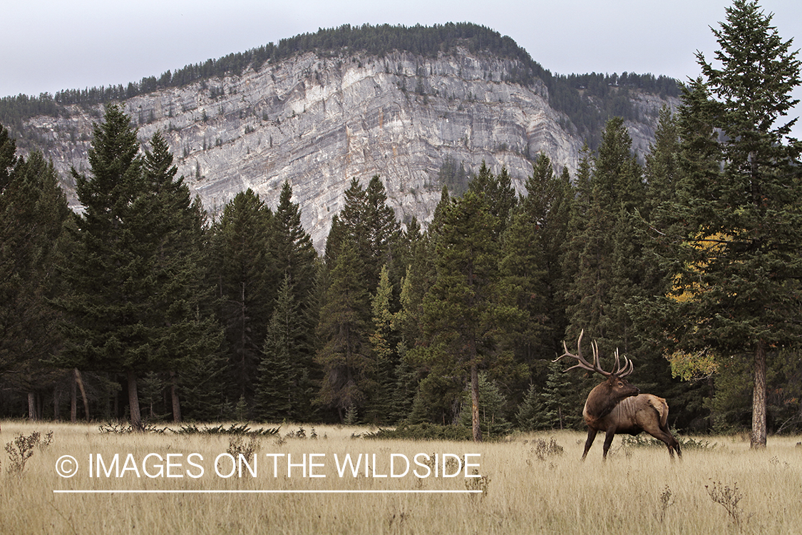 Rocky Mountain Bull Elk in habitat.