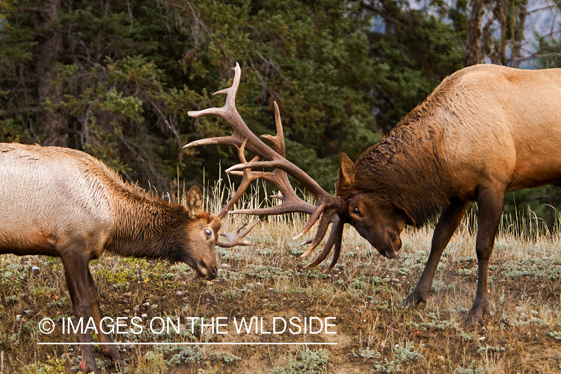 Rocky Mountain Bulls competing during the rut.