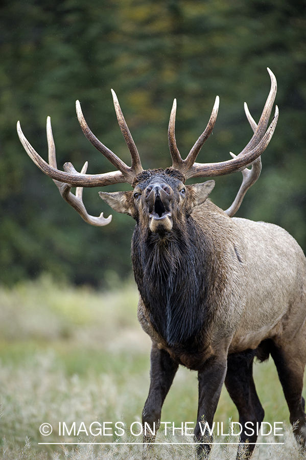 Bull elk bugling.