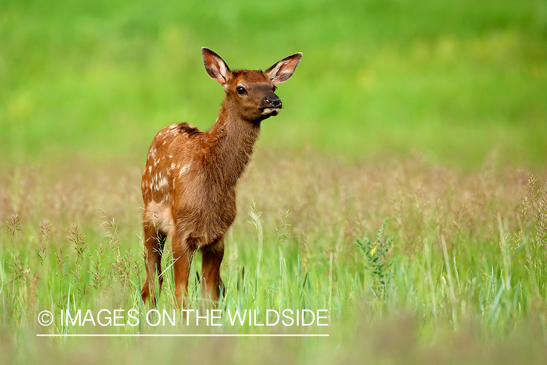 Rocky Mountain Elk calf in mountain meadow.