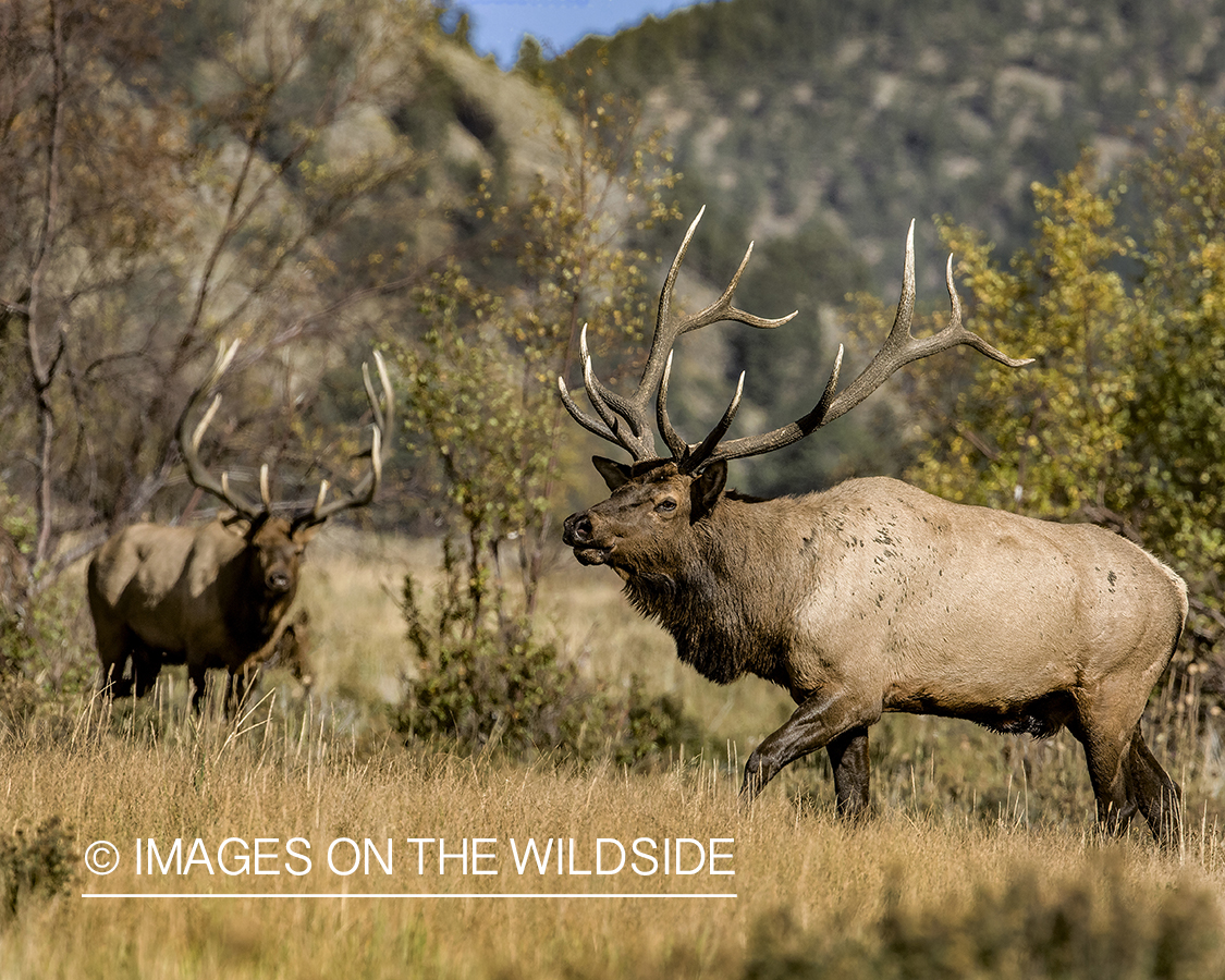 Bull elk in field.