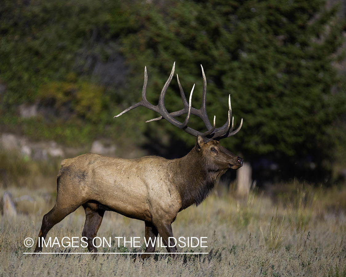 Bull elk in habitat.