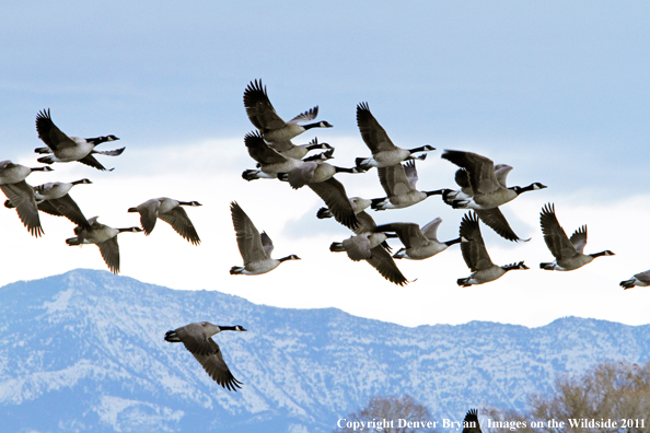 Canadian geese in flight. 