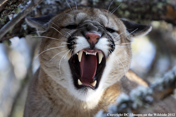 Mountain lion snarling. 