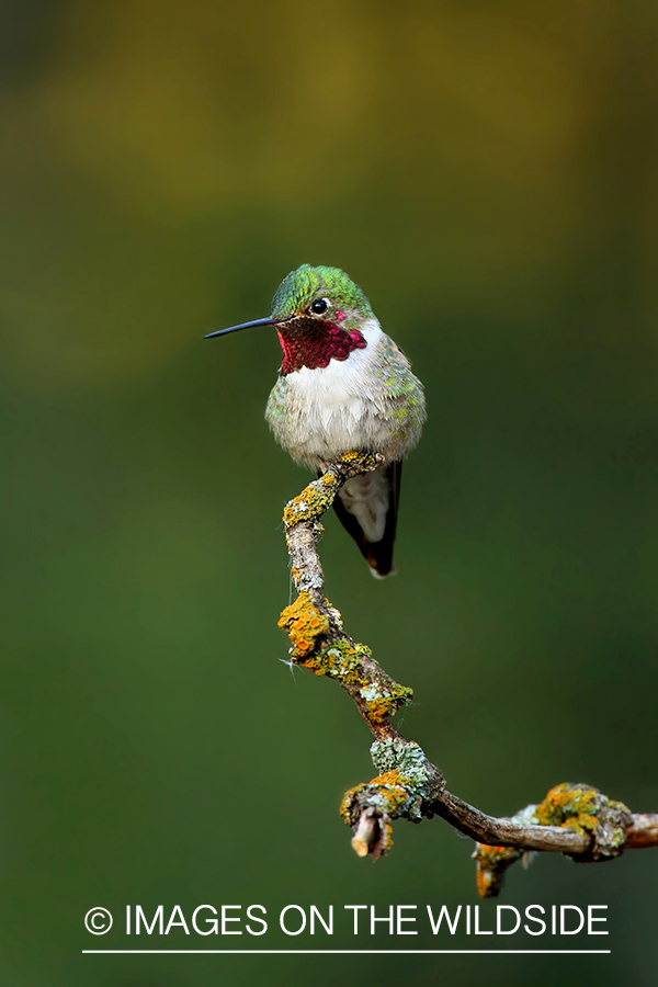 Broad-tailed Hummingbird on branch.