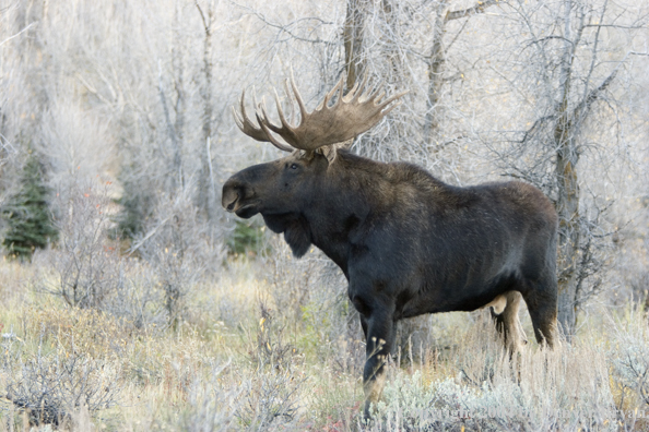 Shiras bull moose in Rocky Mountains.