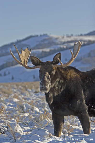 Shiras bull moose in habitat.