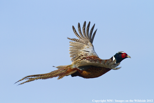 Ring-necked pheasant in flight. 