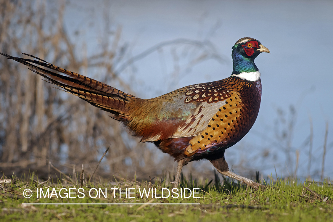 Ring-necked pheasant in habitat.