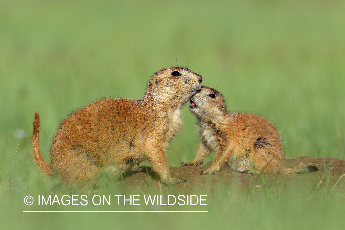 Prairie dog pup with mother in habitat.