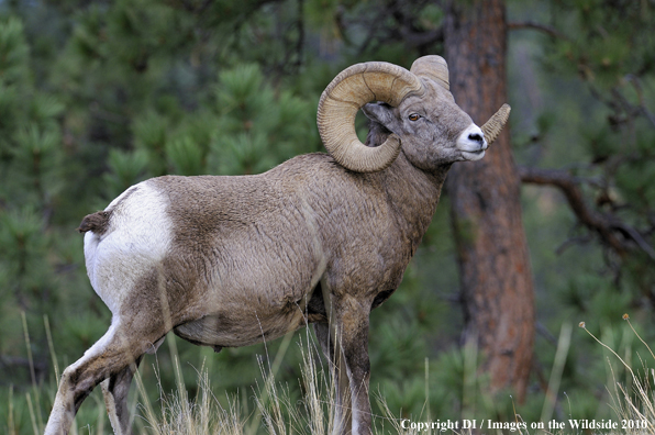 Big horn sheep in habitat.