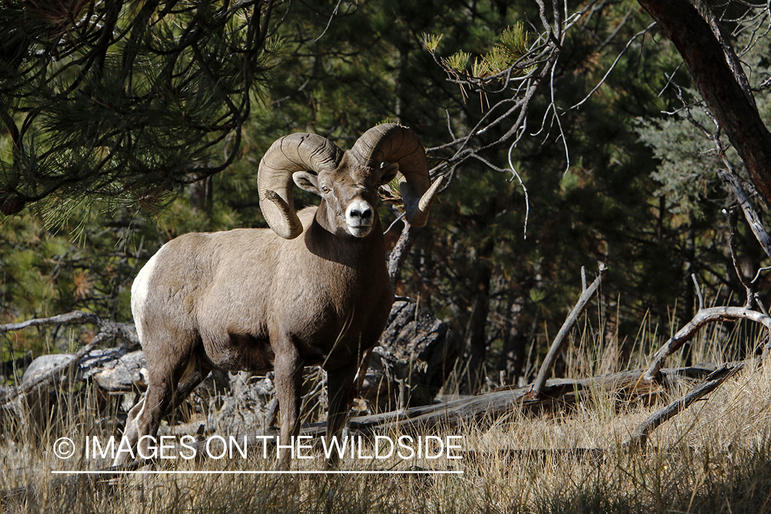 Rocky Mountain bighorn sheep in field.