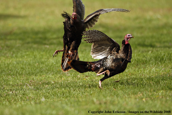 Eastern Wild Turkeys fighting