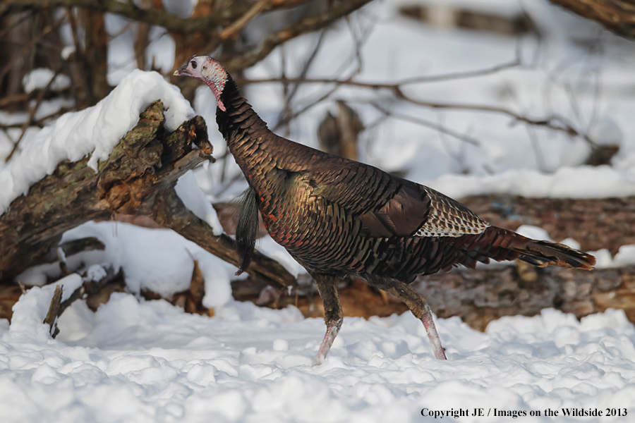 Eastern wild turky during winter.