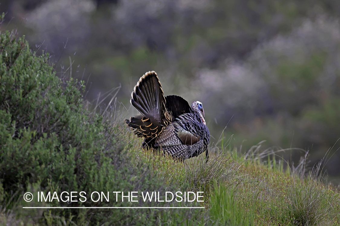 Wild turkey in habitat.