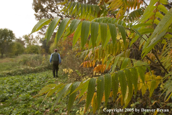 Flyfisherman walking to Pennsylvania spring creek through autumn-colored countryside.