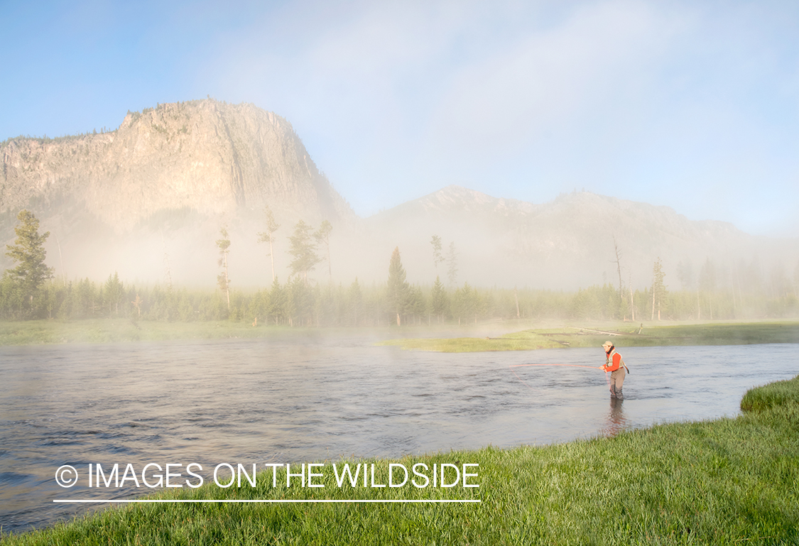 Flyfisherman on Madison River, YNP.