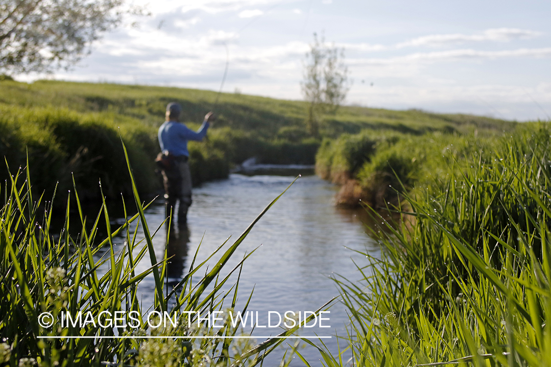 Flyfisherman in fishing stream.