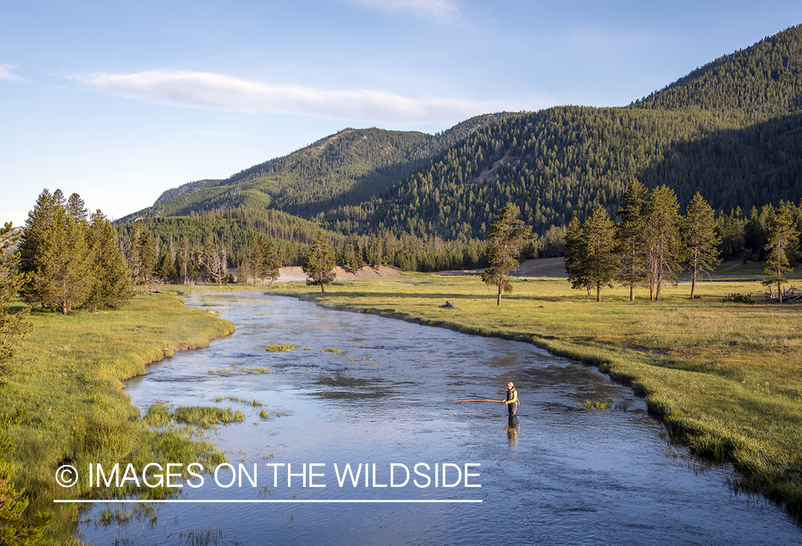 Flyfishing, Gibbon River, Yellowstone National Park.