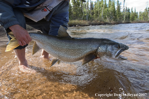 Fisherman releasing lake trout (close up of trout).