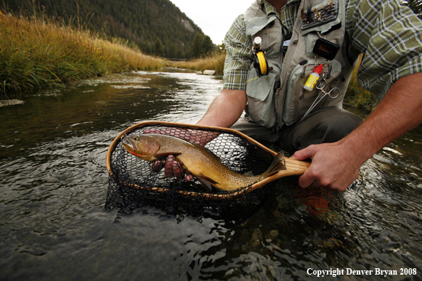 Flyfisherman With Cutthroat Trout