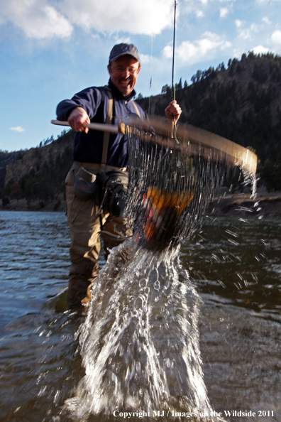 Flyfisherman netting a nice rainbow trout.