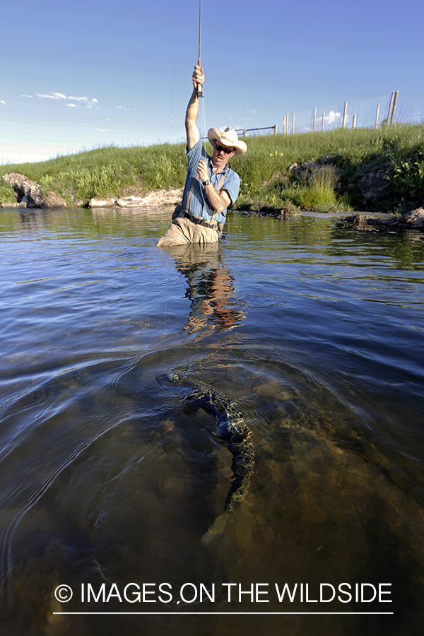 Flyfisherman fighting with brown trout.