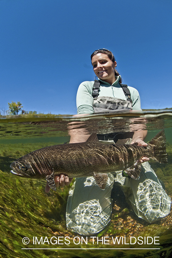 Flyfisherwoman realeasing rainbow trout. 