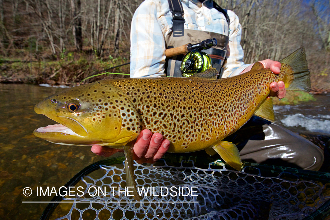 Flyfisherman with brown trout.