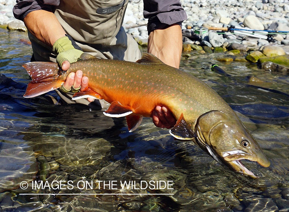 Flyfisherman releasing bull trout.