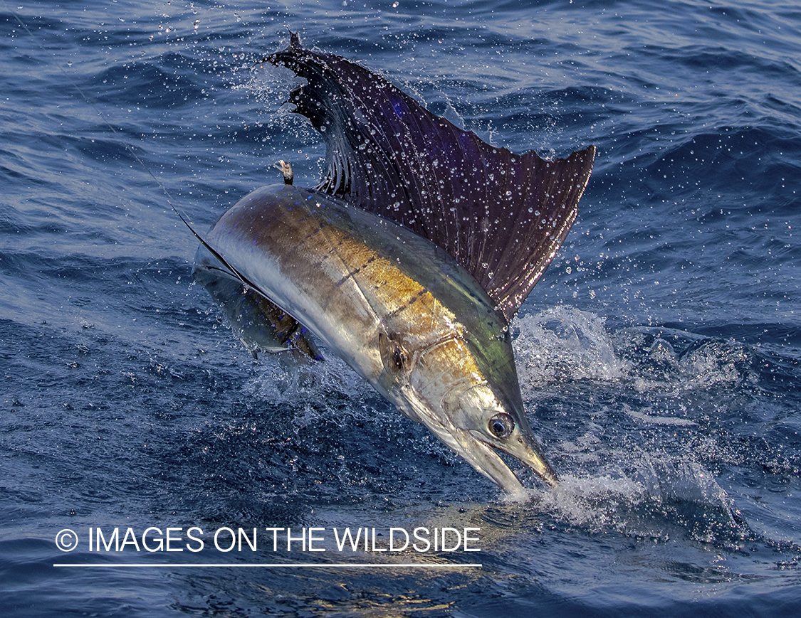 Sailfish jumping.