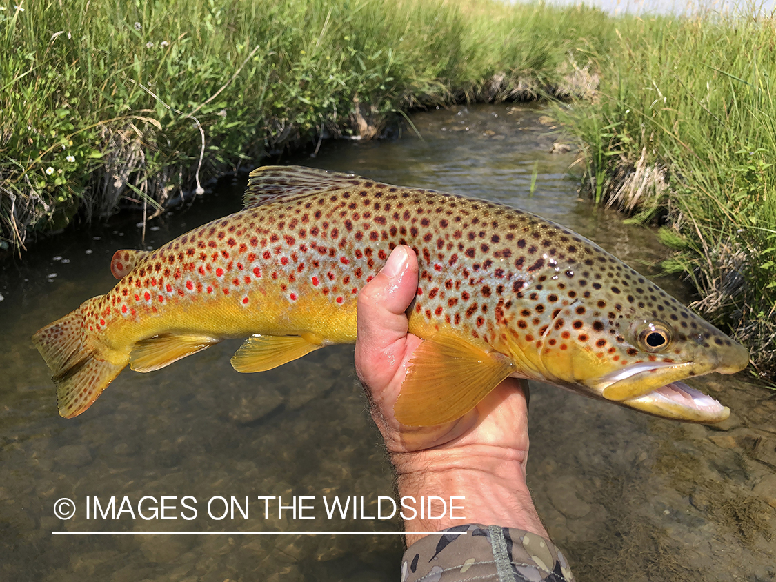 Flyfisherman releasing brown trout.